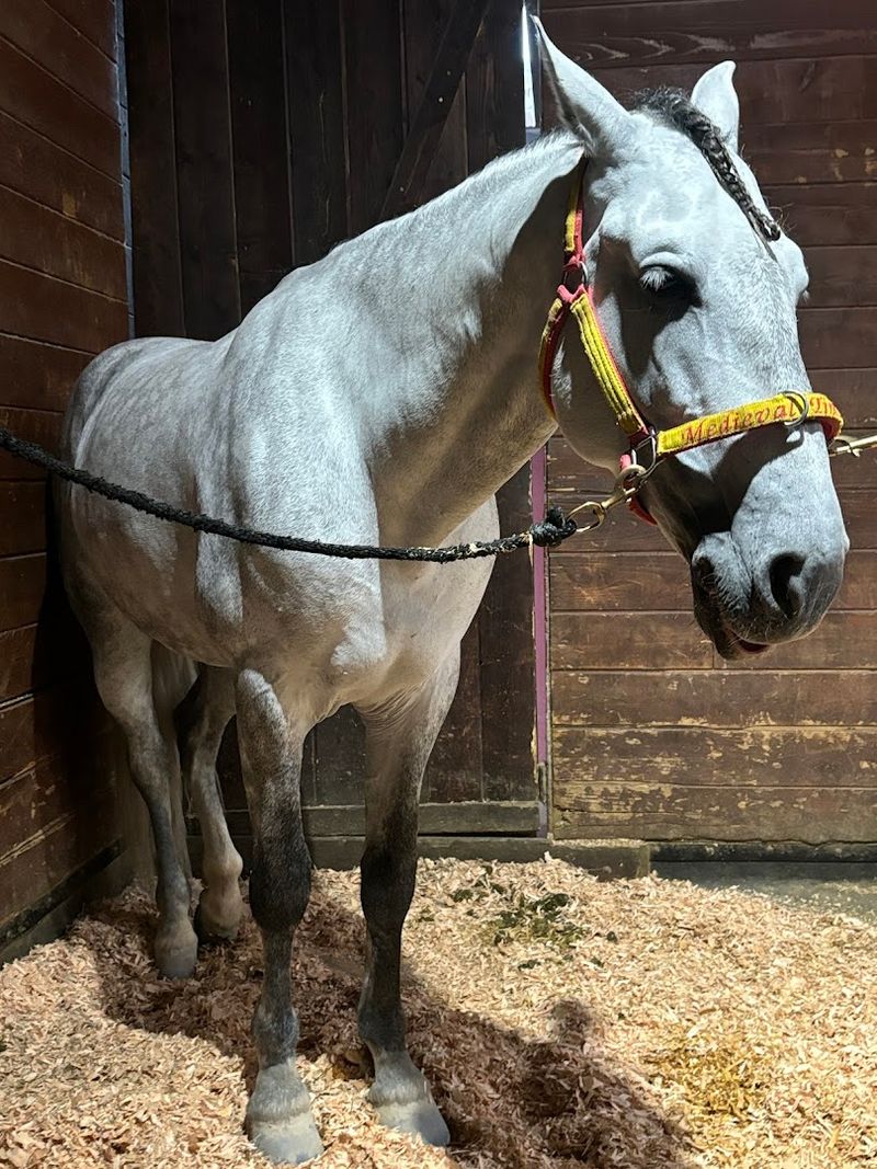 Commitment To Responsible Animal Stewardship