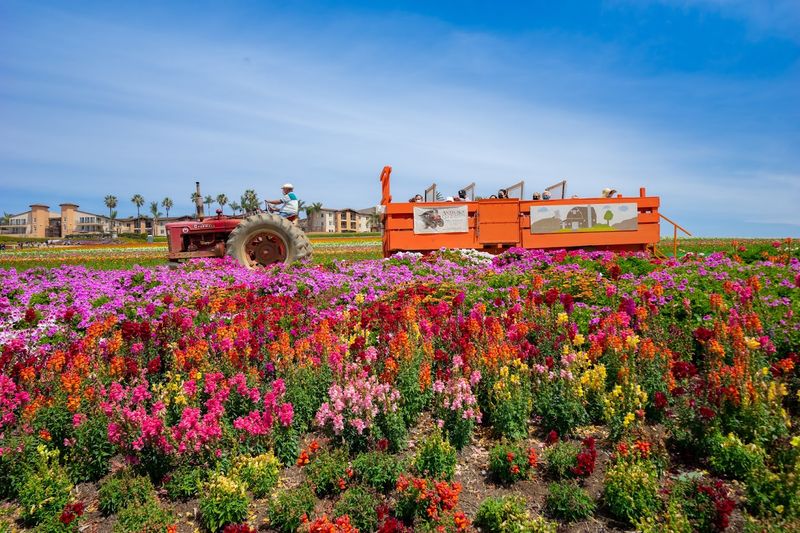 March: Carlsbad Flower Fields