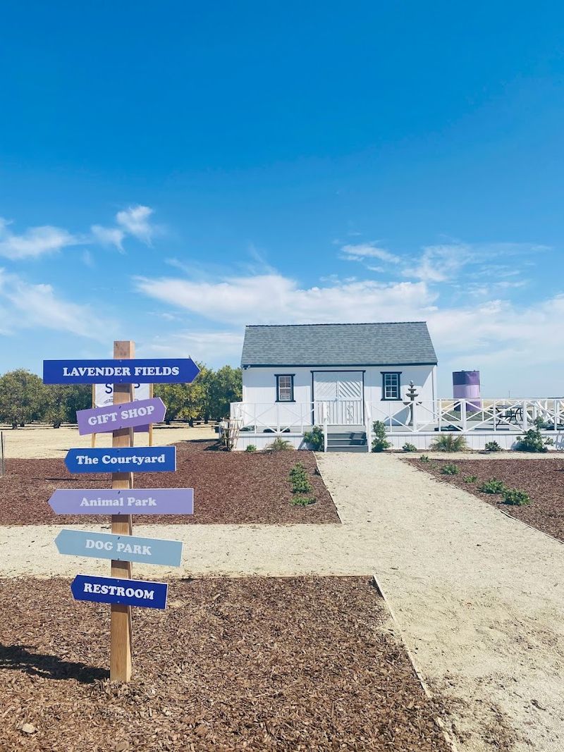 2026 Is The Year To Visit This Romantic Lavender Garden In California - Decor Hint Equipment Rentals Add Flexibility For Events