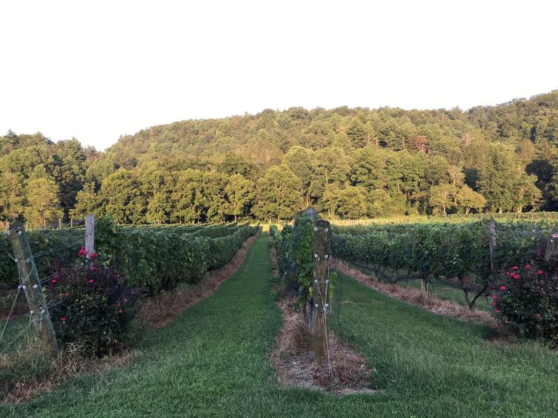 Ellijay River Vineyards – Ellijay