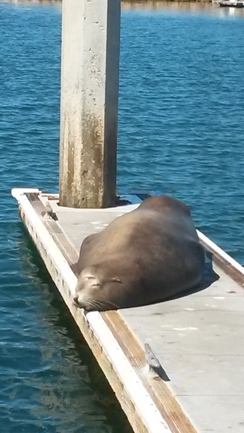 Great For Sea Lion Spotting