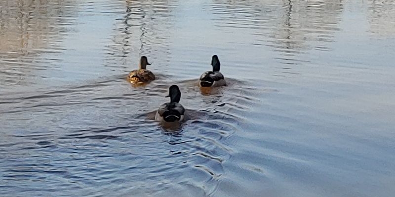 Wildlife Makes Every Walk Feel Like A Discovery