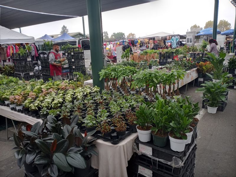 Shade Trees, Canopies, And A Family-Friendly Setup