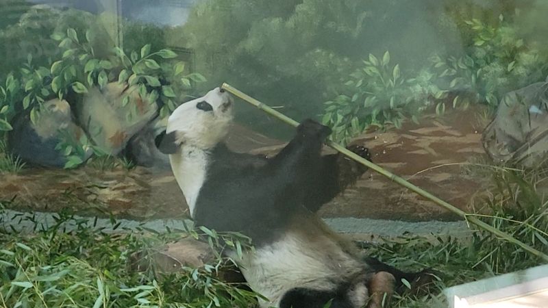 This Atlanta Georgia Gem Began With Circus Animals In 1889 And Is Now A Leading Research Zoo - Decor Hint Asian Forest Exhibit