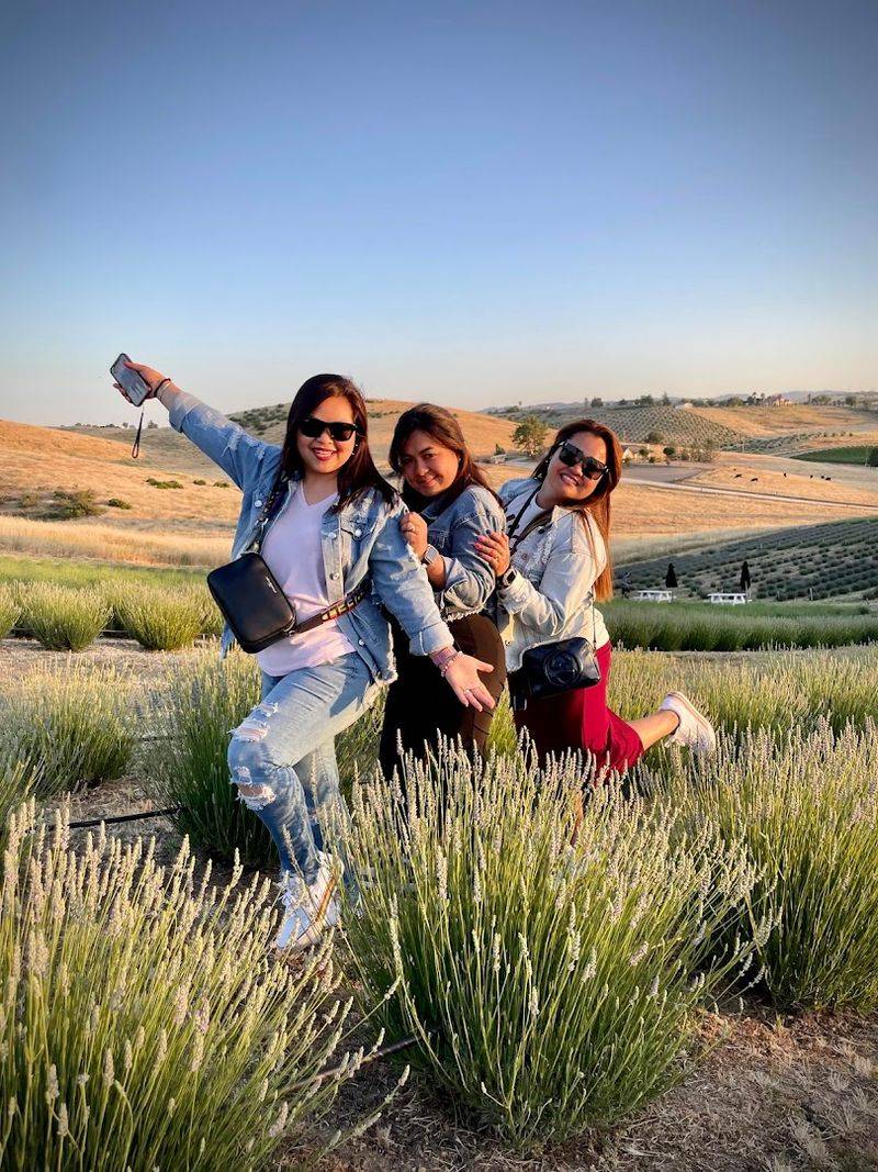 5,400 Lavender Plants Across Nine Varieties