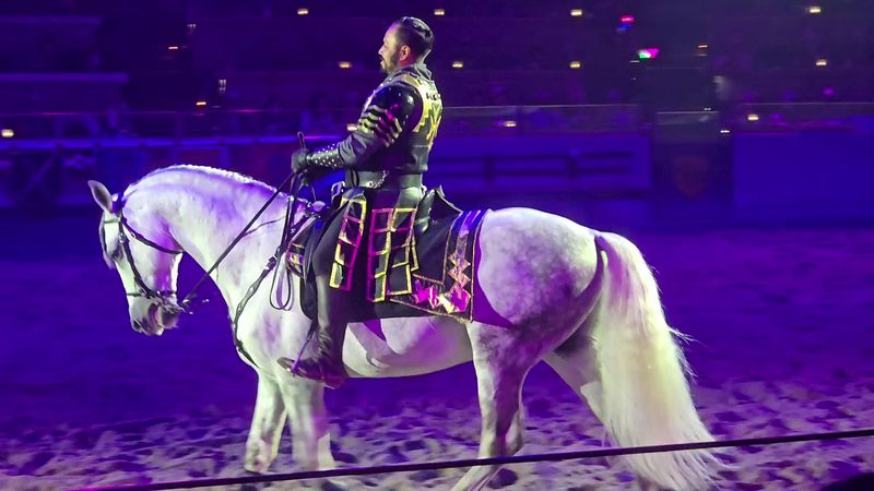 Majestic Andalusian Horses In The Show