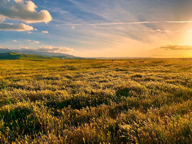 Spring Wildflower Displays Worth Planning A Trip Around