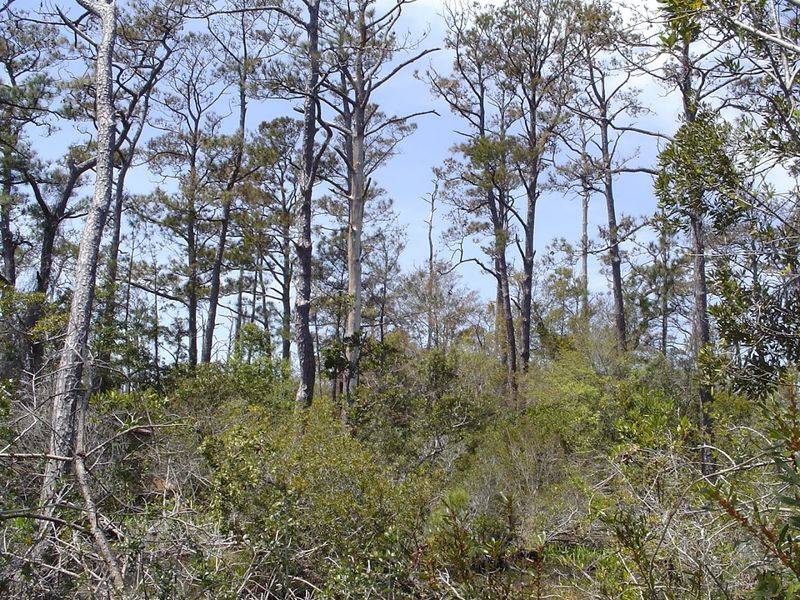 Coastal Wildlife Habitat