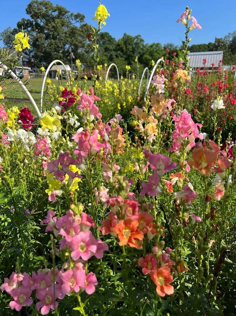 Artisan Vendors Bringing Local Goods to the Fields