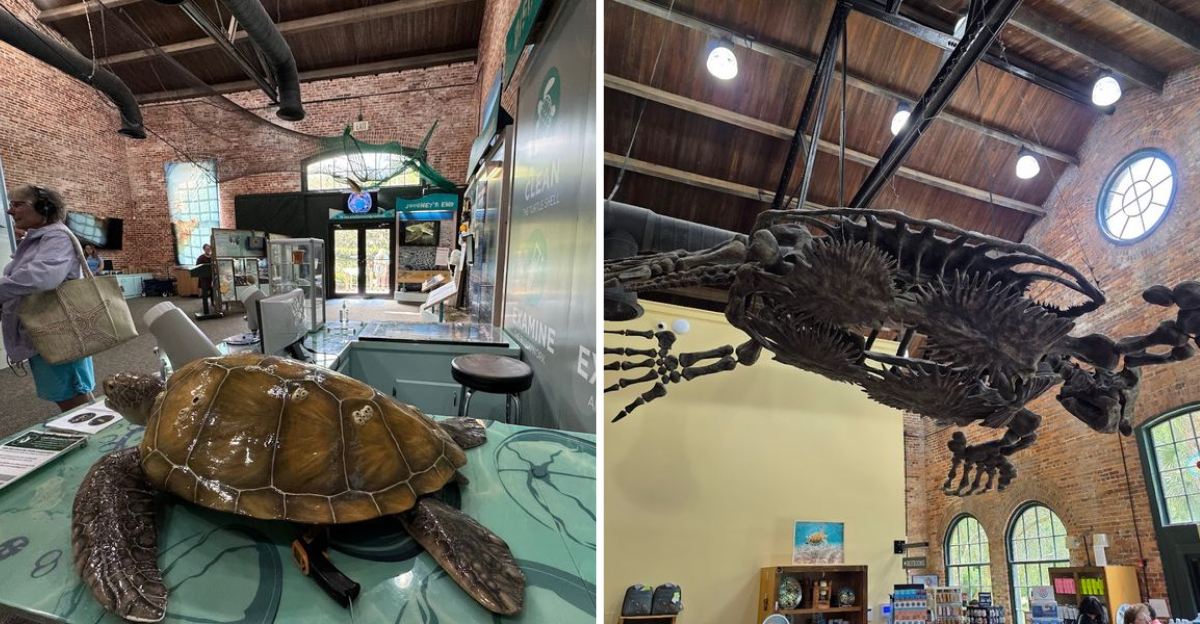 Georgias Only Sea Turtle Hospital Lets You Step Into A World That Few Ever See - Decor Hint