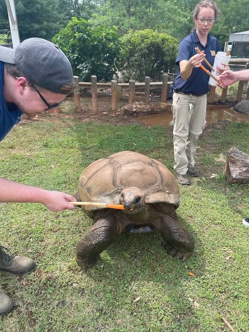 This Atlanta Georgia Gem Began With Circus Animals In 1889 And Is Now A Leading Research Zoo - Decor Hint Wild Encounters Behind-the-Scenes Experiences