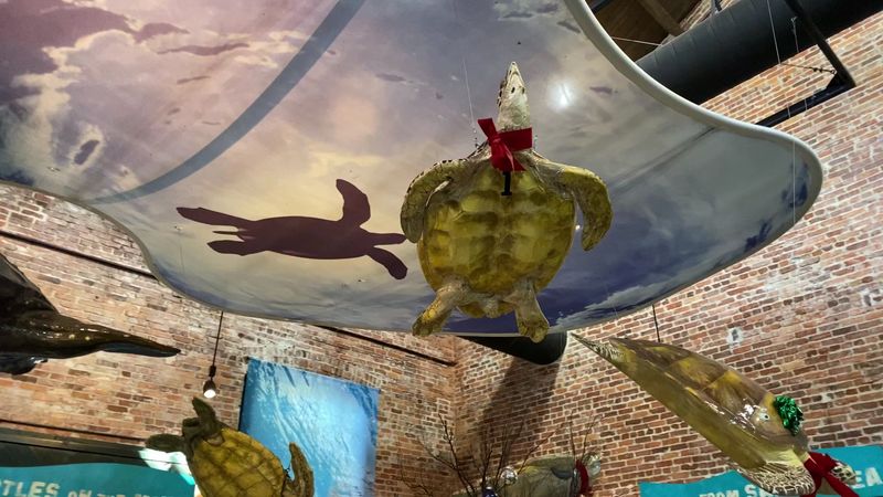 Georgia's Only Sea Turtle Hospital Lets You Step Into A World That Few Ever See - Decor Hint Supporting Conservation Simply by Choosing to Visit