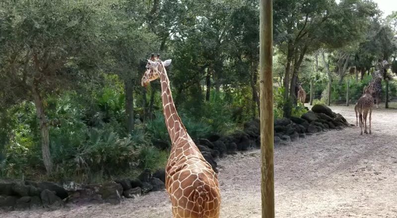 Zebras Up Close In The Most Unexpected Way