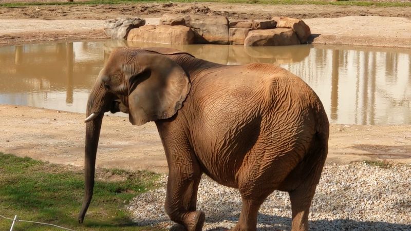 This Atlanta Georgia Gem Began With Circus Animals In 1889 And Is Now A Leading Research Zoo - Decor Hint Endangered Species Carousel and Zoo Train