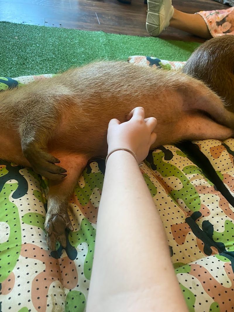 Capybara-Themed Souvenirs to Take Home