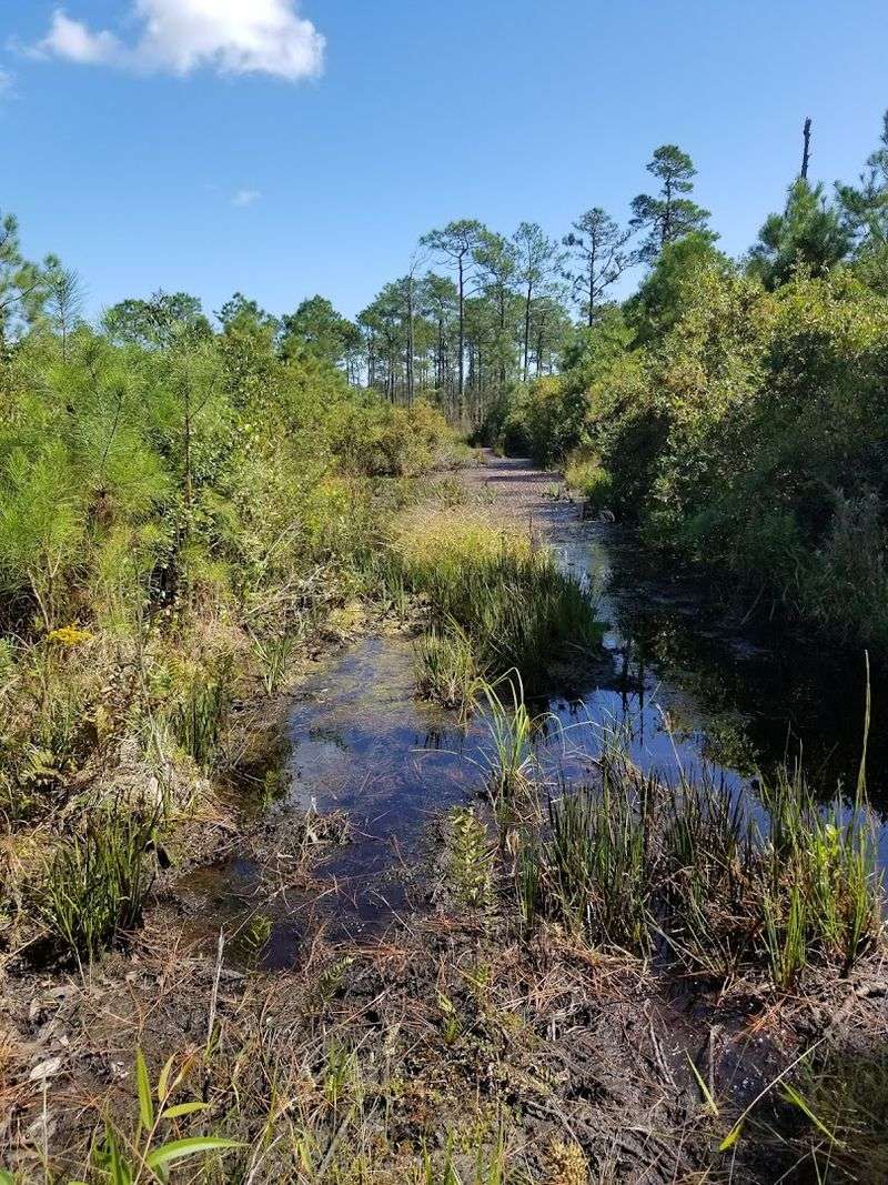 Holly Shelter Game Land, Burgaw