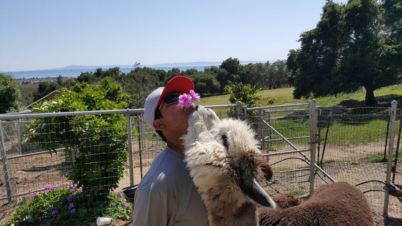 This California Farm Lets You Meet Adorable Alpacas And It's One Of The Most Fun Outdoor Experiences In The State - Decor Hint The Tour Guides Add Real Personality To The Experience