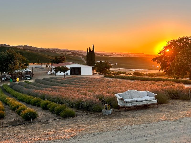 Sunset Events Create A Magical Atmosphere On The Farm