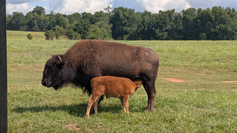 Watching Bison Wander Freely Across the Park