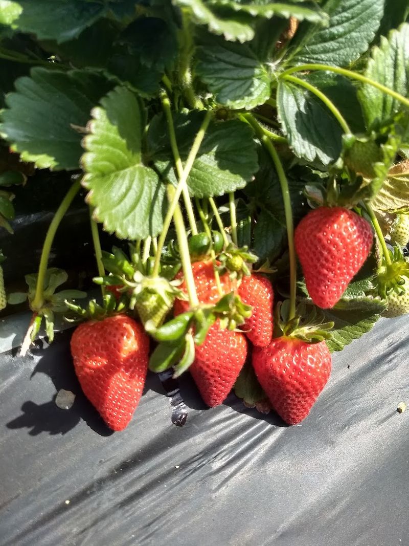 Fresh Produce Sampling In The Fields