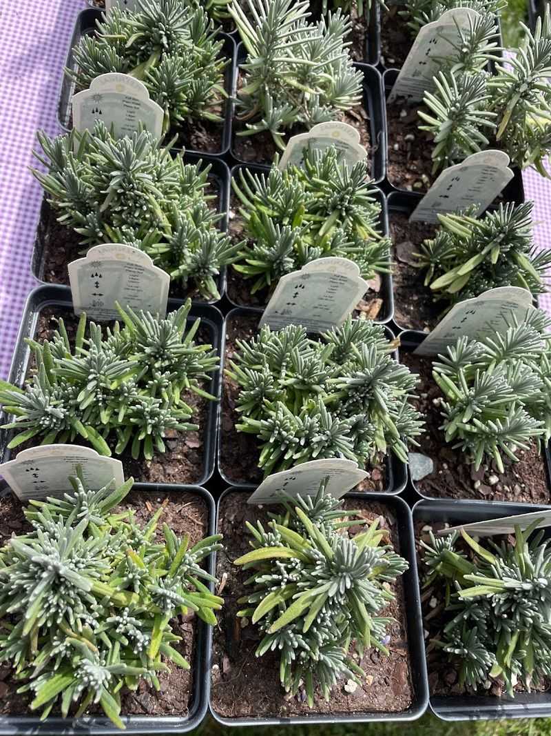 Behind The Scenes Of Lavender Growing