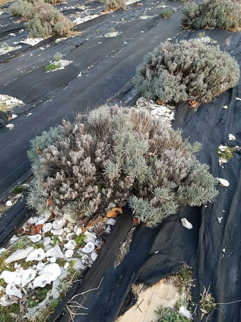 Behind The Scenes Of Lavender Growing
