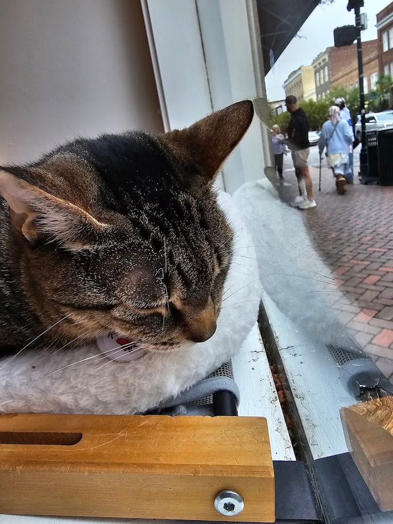 Every Visit Supports Local Animal Rescue Efforts