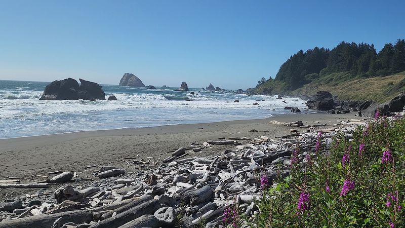 Seasonal Wildflowers Along The Trail And Beach Edges