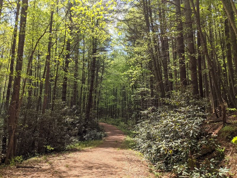 Bent Creek Experimental Forest, Asheville