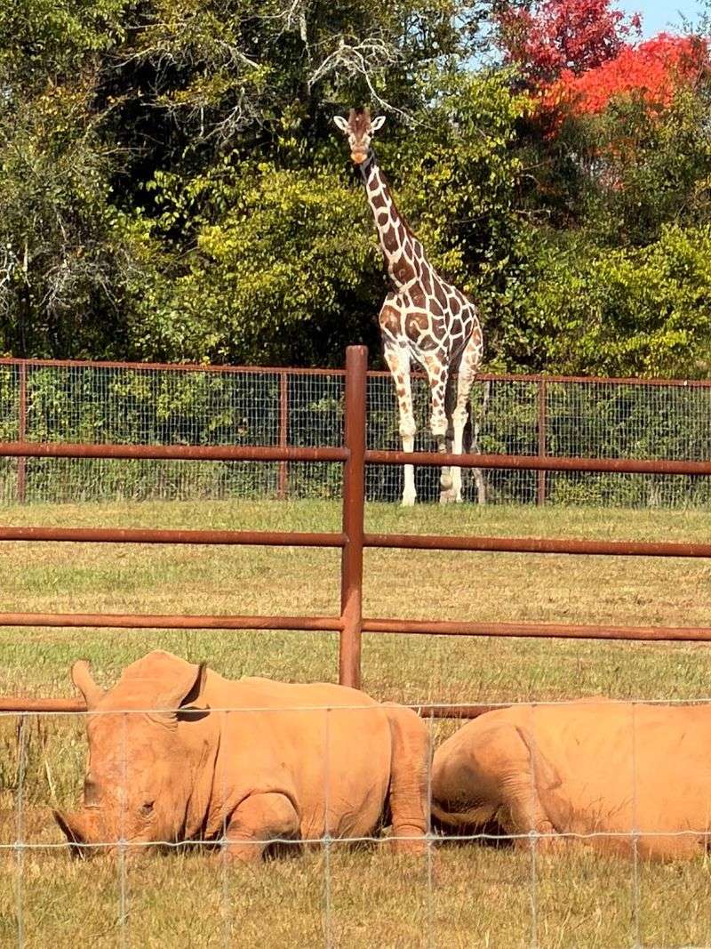 This Historic Small Town In Georgia Is Perfect For Relaxing Weekend Getaways - Decor Hint Georgia Safari Conservation Park