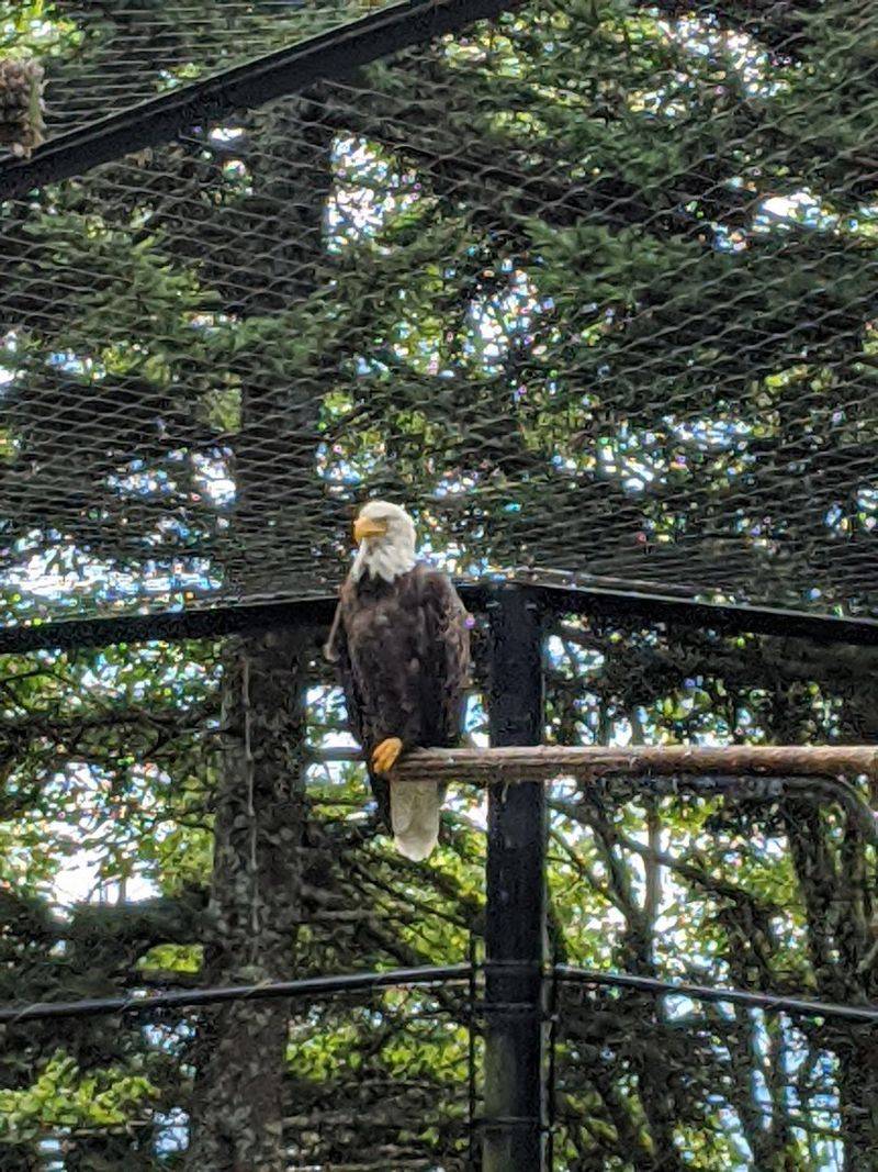 This North Carolina Bridge Feels Like Walking Over Open Air - Decor Hint Wildlife And Nature Center