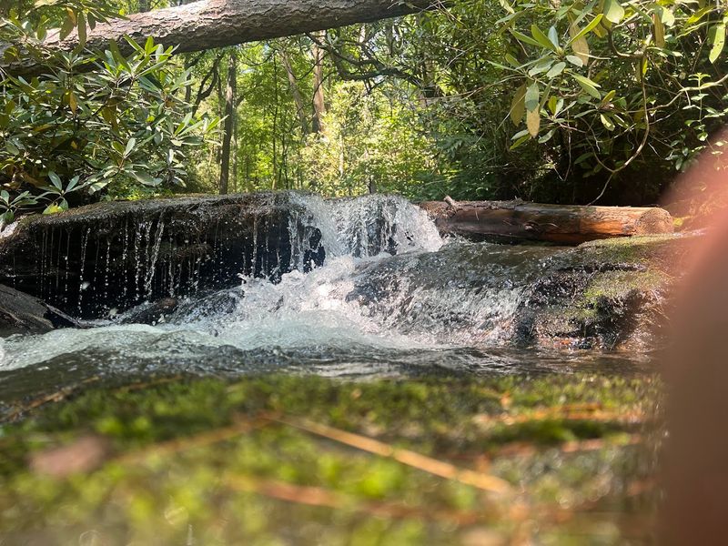 Wildlife Viewing in Its Natural Habitat