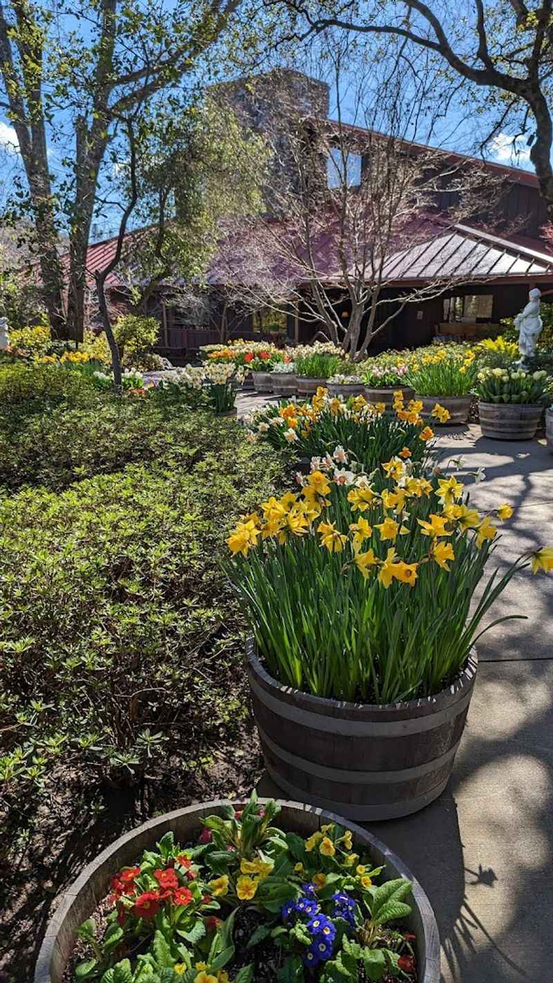 Ironstone Vineyards And Its Giant Gold Specimen