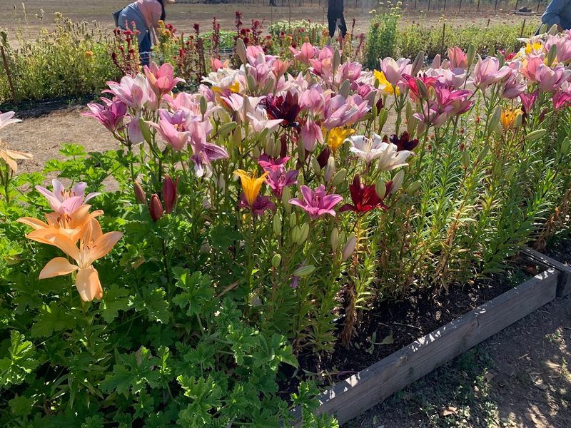 This California Flower Farm Turns April Into A Living Spring Canvas - Decor Hint The Spring Bloom Lineup