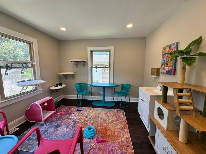 Why Is This North Carolina Café A Cat Lover's Dream - Decor Hint A Room Designed For Feline Joy