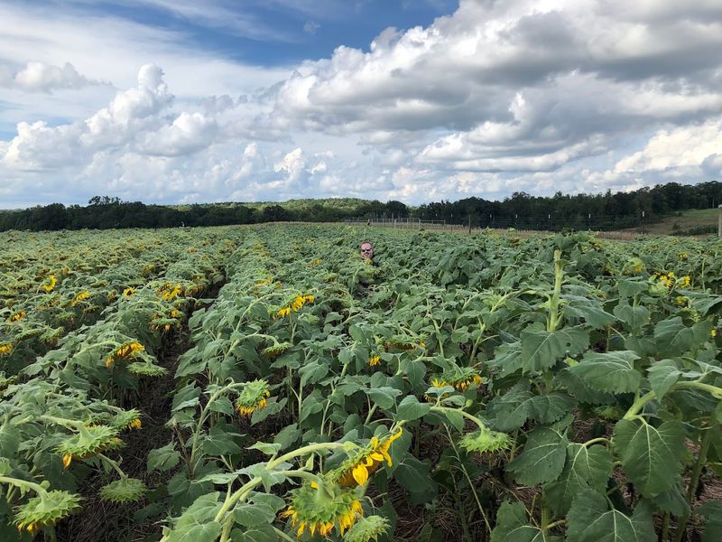 Why the Iron Horse Matters to Georgia's Cultural Story