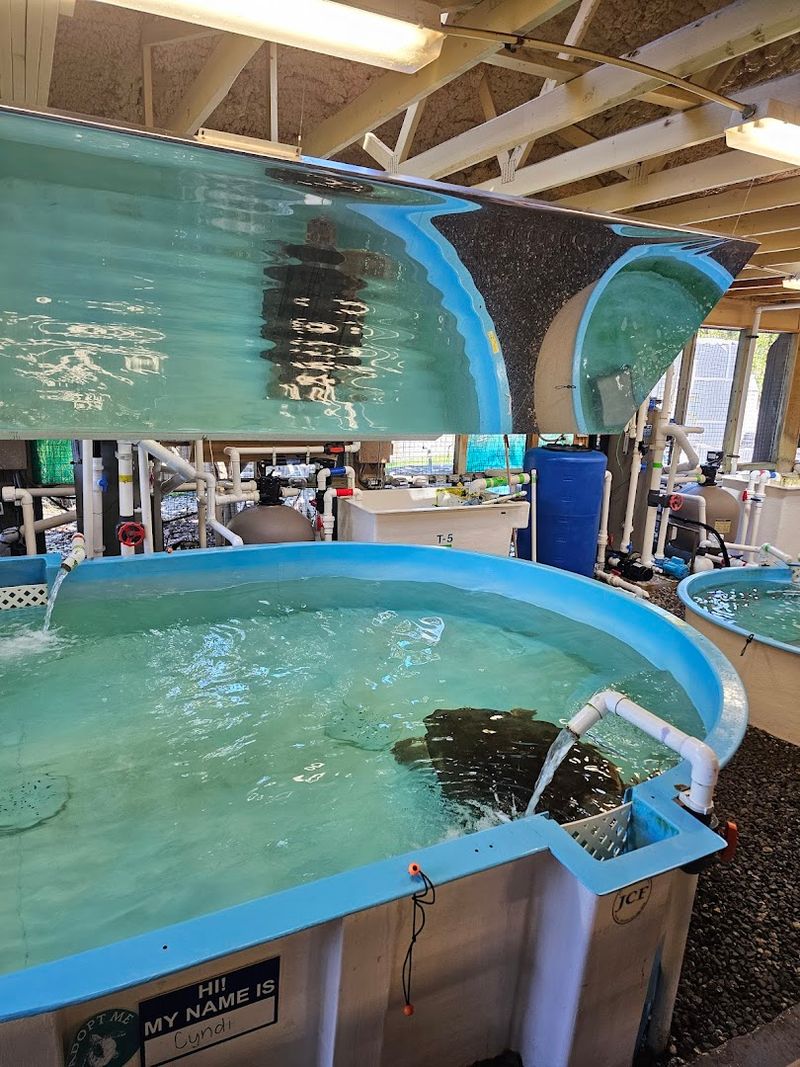 Georgia's Only Sea Turtle Hospital Lets You Step Into A World That Few Ever See - Decor Hint Rehabilitation Pavilion Where Recovery Happens Up Close