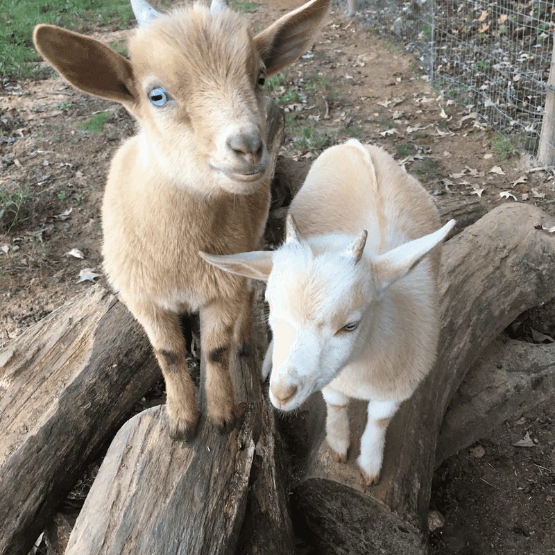 A Chance To Champion Animal Care And Education