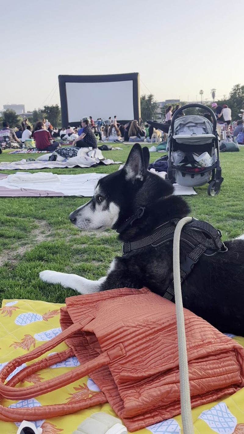 Dog-Friendly Screenings That Welcome Four-Legged Guests