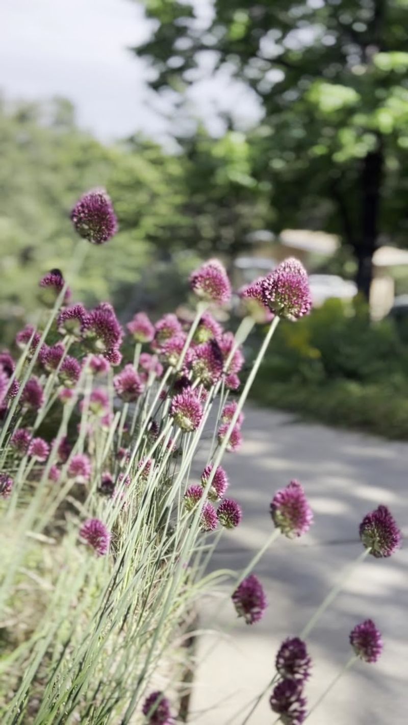 Wildflower Blooms Across The Hillsides