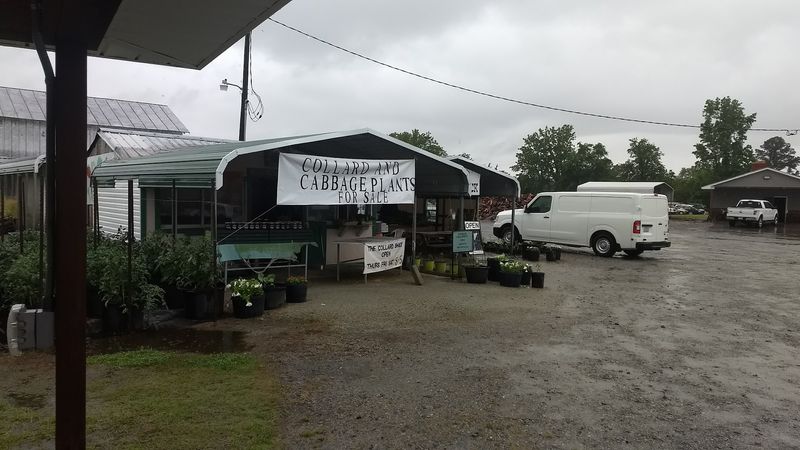 15 North Carolina Hole-In-The-Wall Restaurants Worth The Search - Decor Hint The Collard Shack, Ayden