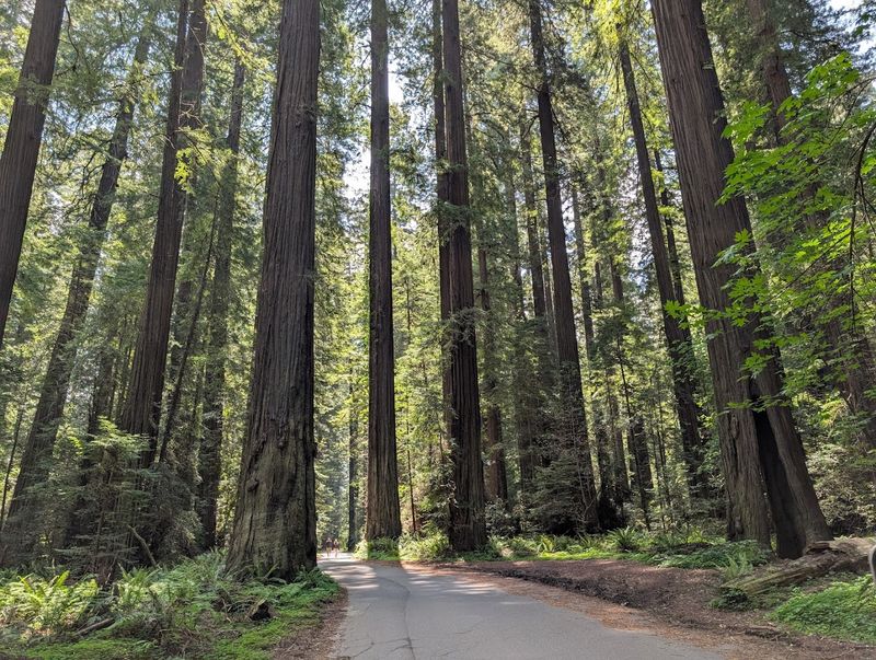 August: Avenue Of The Giants