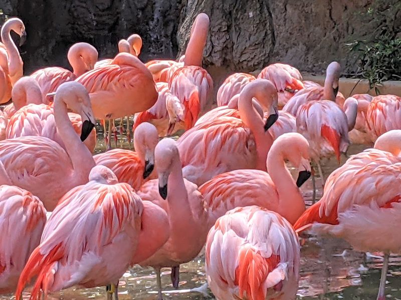 This Atlanta Georgia Gem Began With Circus Animals In 1889 And Is Now A Leading Research Zoo - Decor Hint Seasonal Events and After-Hours Programs