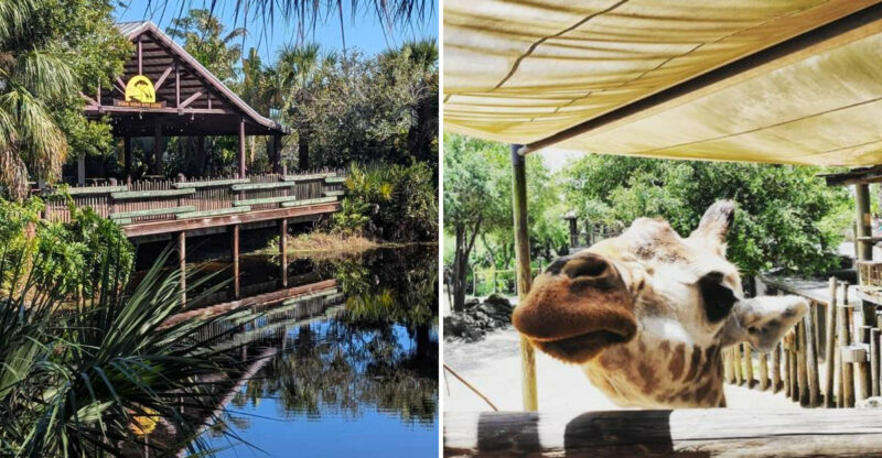Kayaking With Zebras And Giraffes Is Possible At This 75-Acre Florida Zoo