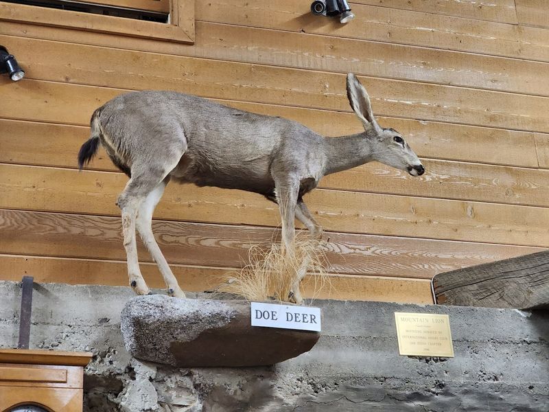 Taxidermy And Natural History On The Shelves