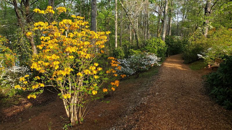 Wildflowers That Steal the Show