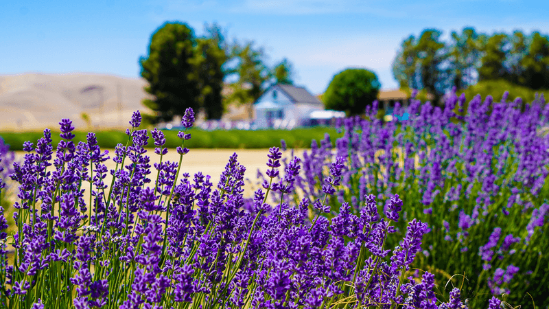 2026 Is The Year To Visit This Romantic Lavender Garden In California - Decor Hint Wholesale And Bulk Lavender Orders Are An Option