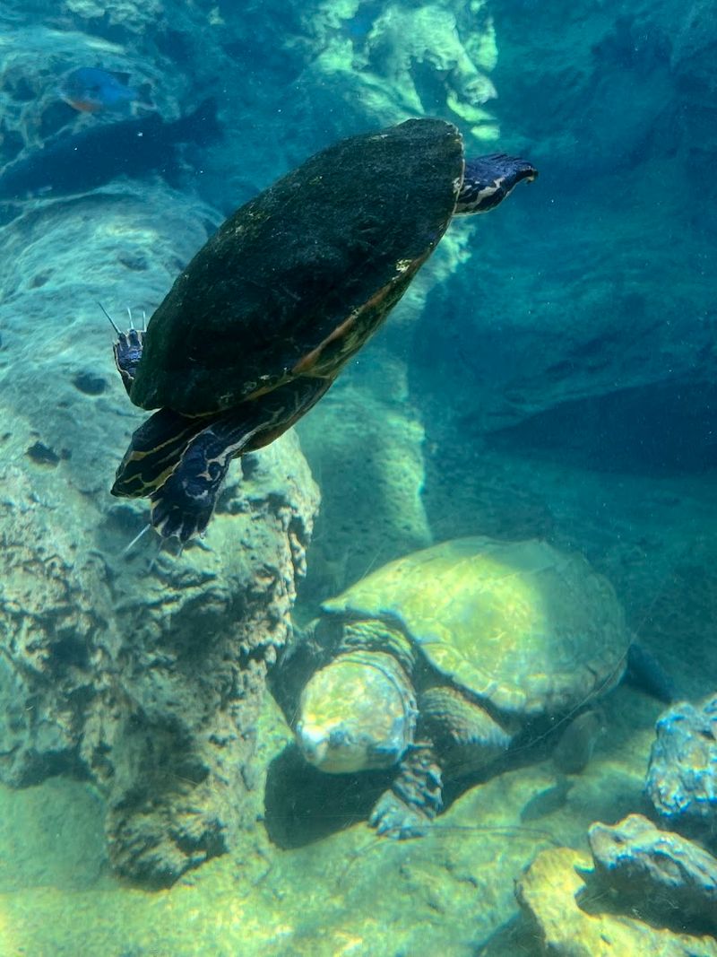 Virtual Learning Resources for Schools