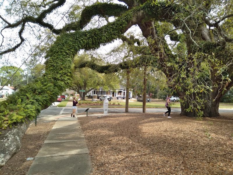 This Thomasville Attraction In Georgia Has A Limb Span Wider Than A Football Field - Decor Hint President Eisenhower Photographed the Tree