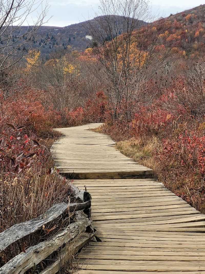 Graveyard Fields Loop Trail, Brevard